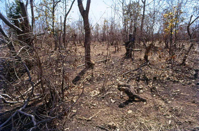 Deforestation in India Over the Last Year: Causes, Effects, and Urgent Need for Action